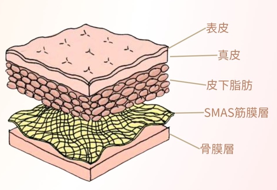 SMAS肌腱膜